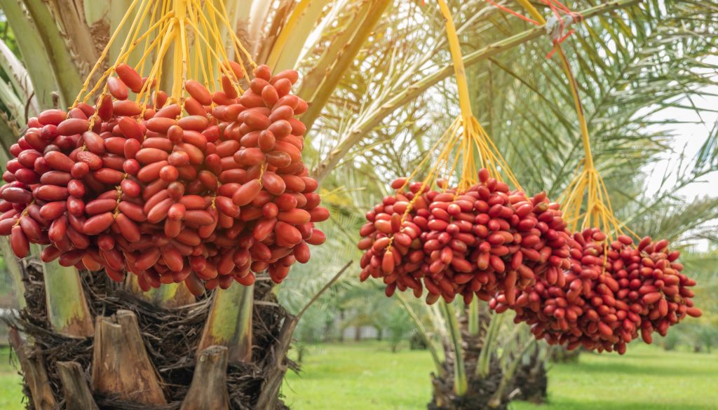 dates exporters